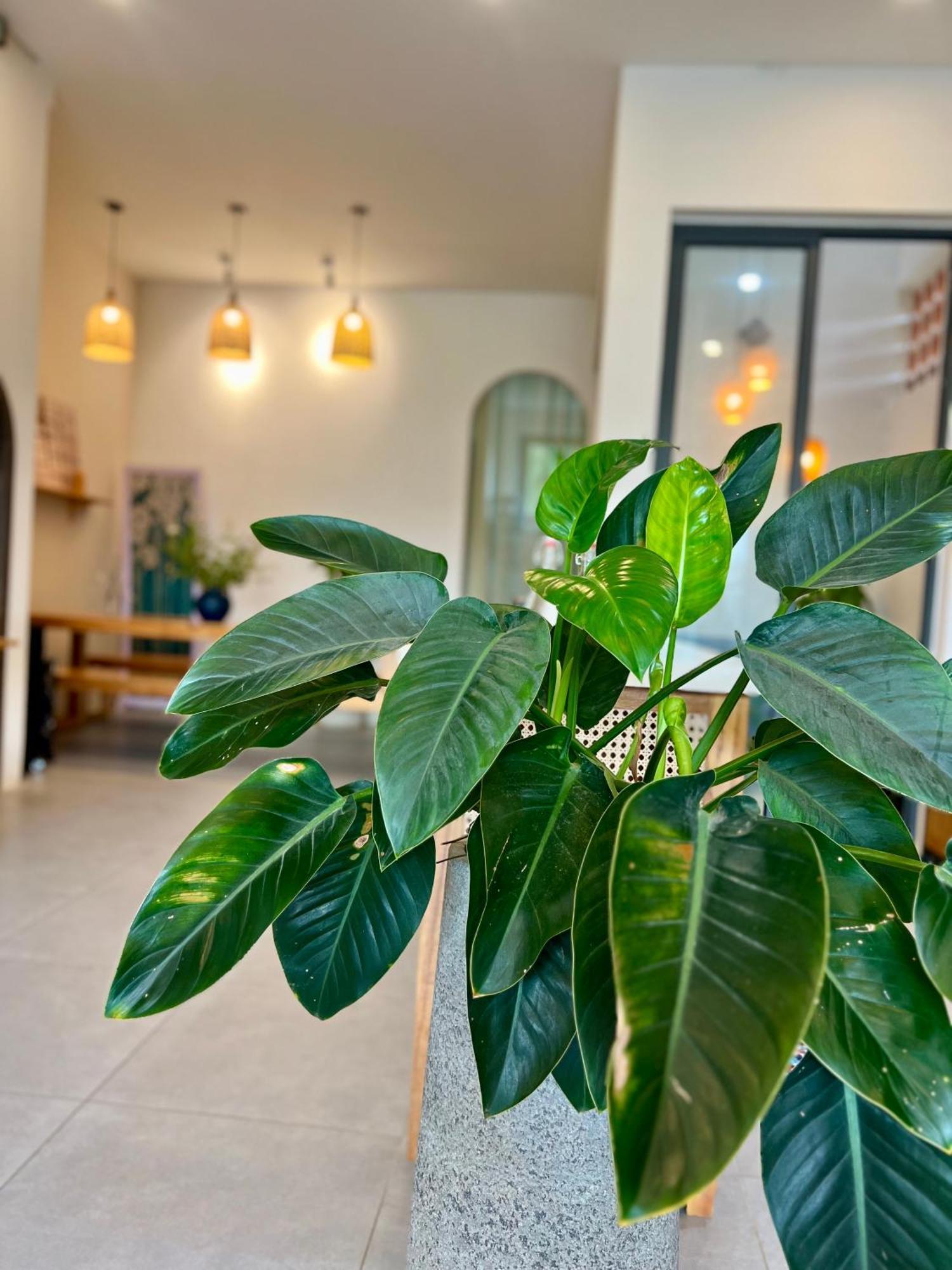 Hotel Hoi An Pinus Boutique Tan Thanh Zewnętrze zdjęcie